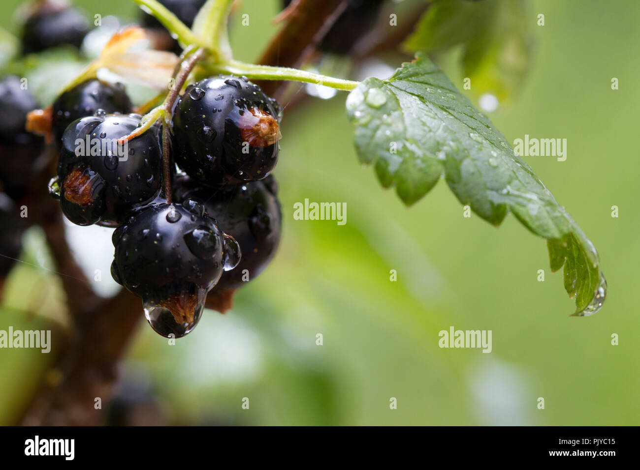 Schwarze Johannisbeere Früchte, Grossulariaceae, Großbritannien Stockfoto