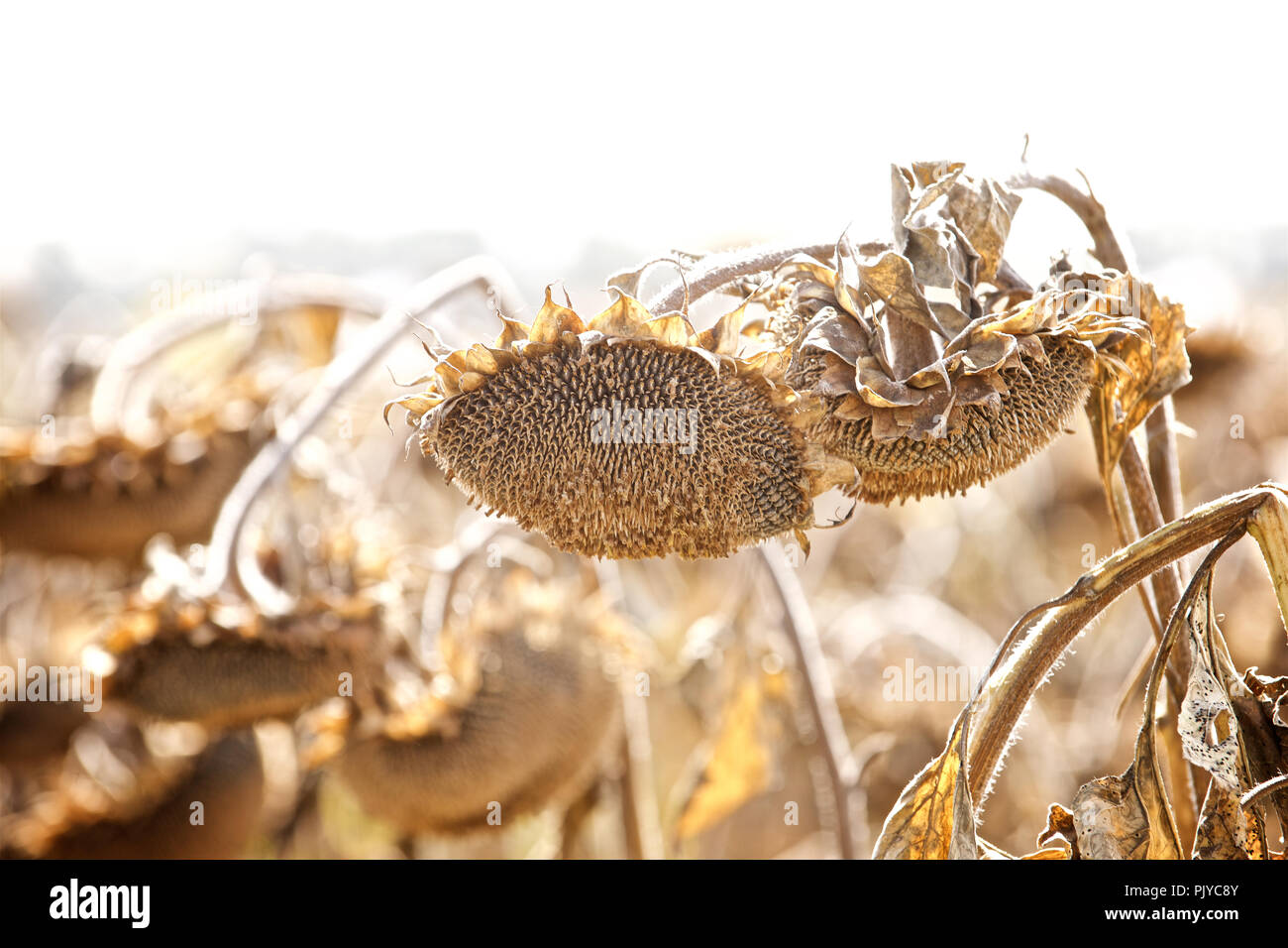 Reif Sonnenblumenkerne auf dem Feld Stockfoto