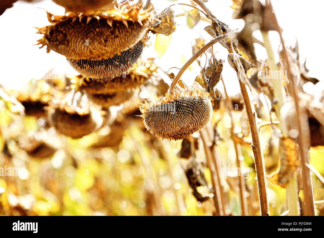 Reif Sonnenblumenkerne auf dem Feld Stockfoto
