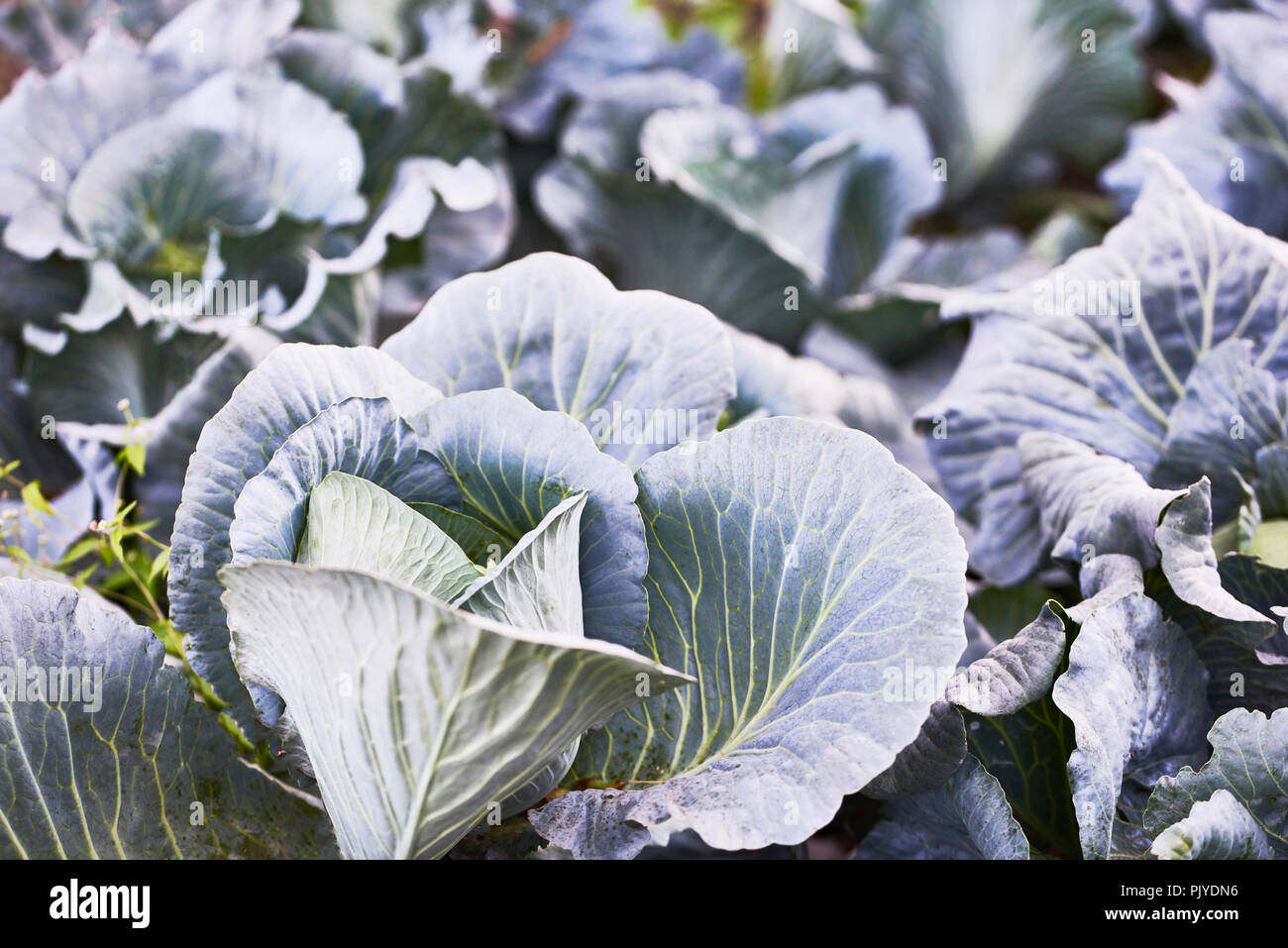 Querformat eines frisch wachsenden Kohl Stockfoto