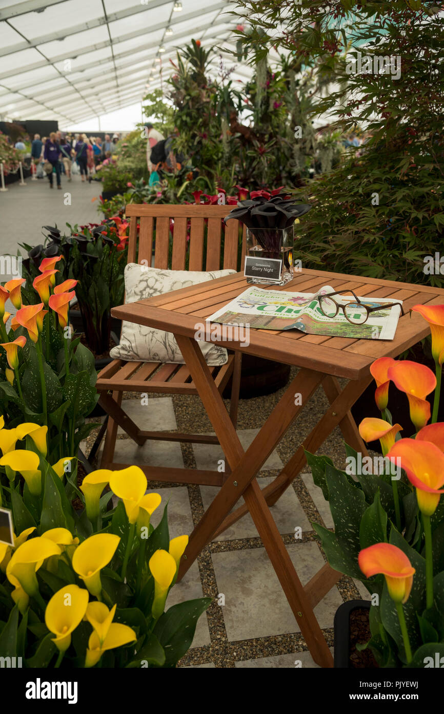 Nahaufnahme der inszenierten Display mit Garten Tisch & Sitz und bunten zantedeschia Pflanzen in Blüte - RHS Chatsworth Flower Show, Derbyshire, England, UK. Stockfoto