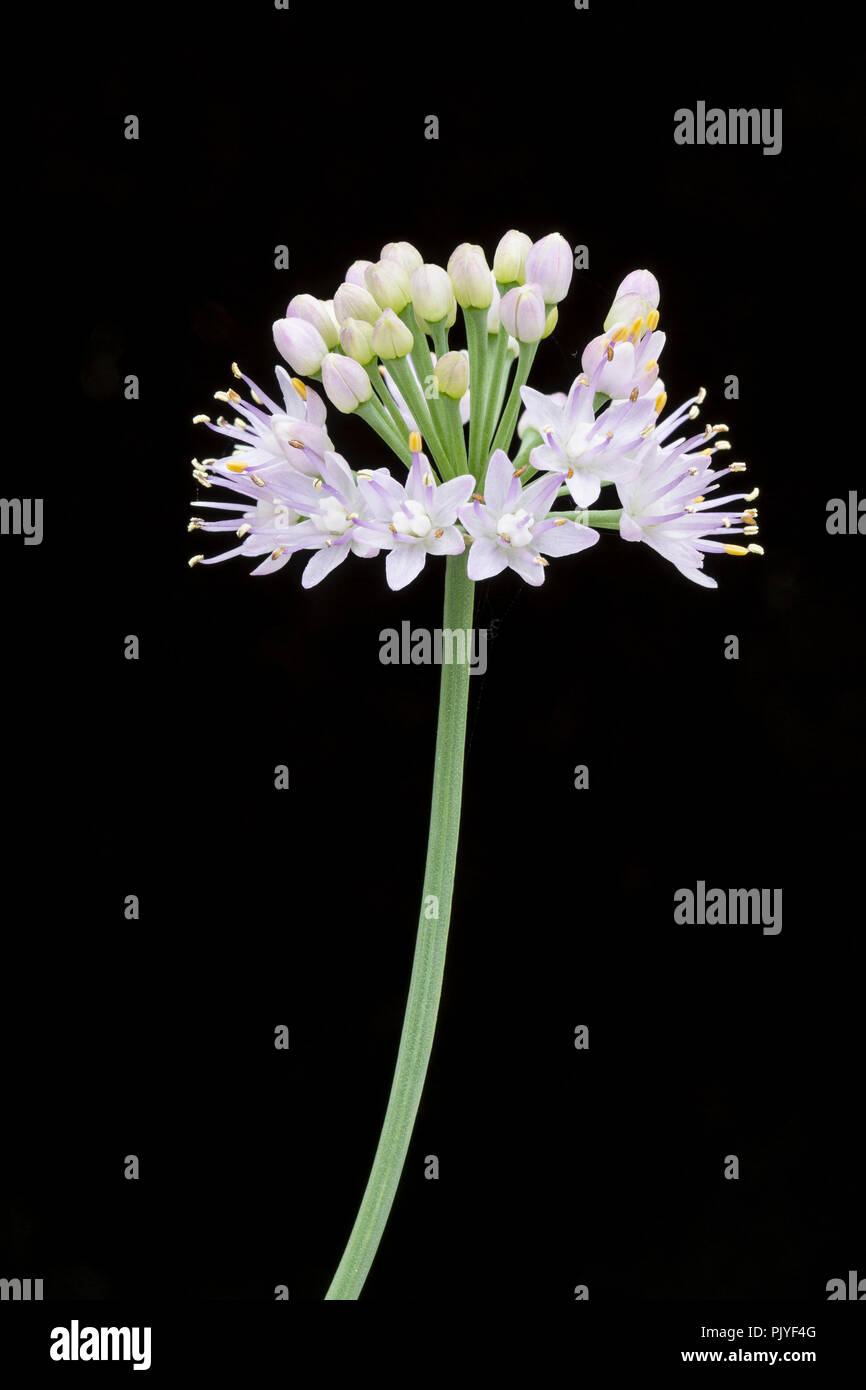 Allium senescens var. Hastata, Blume. Stockfoto