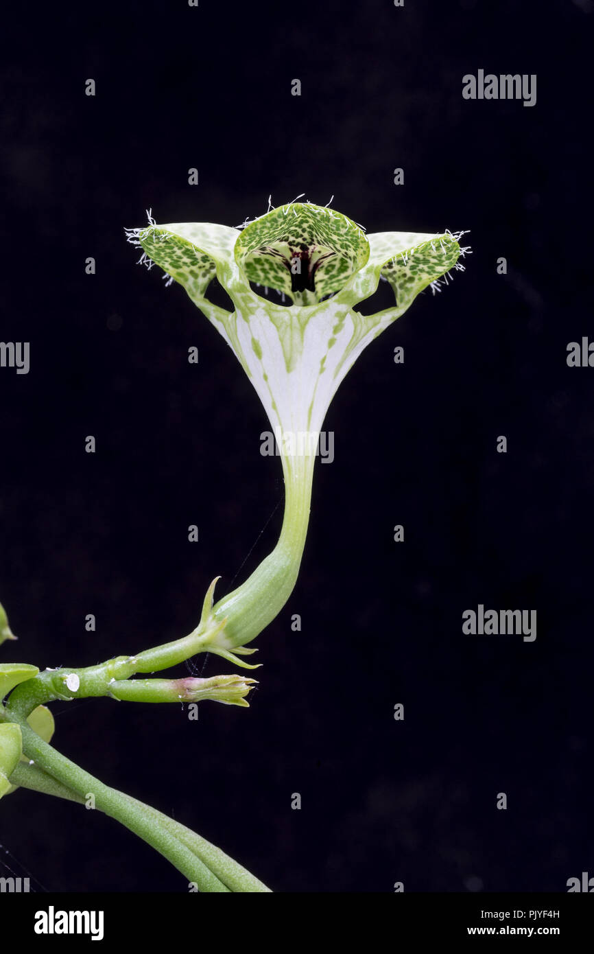 Fallschirm Pflanze, Ceropegia sandersonii Blume, aus dem südlichen Afrika. Familie Asclepiadaceae. Die Blume "Laterne" dient als temporärer Falle für Insekten Stockfoto