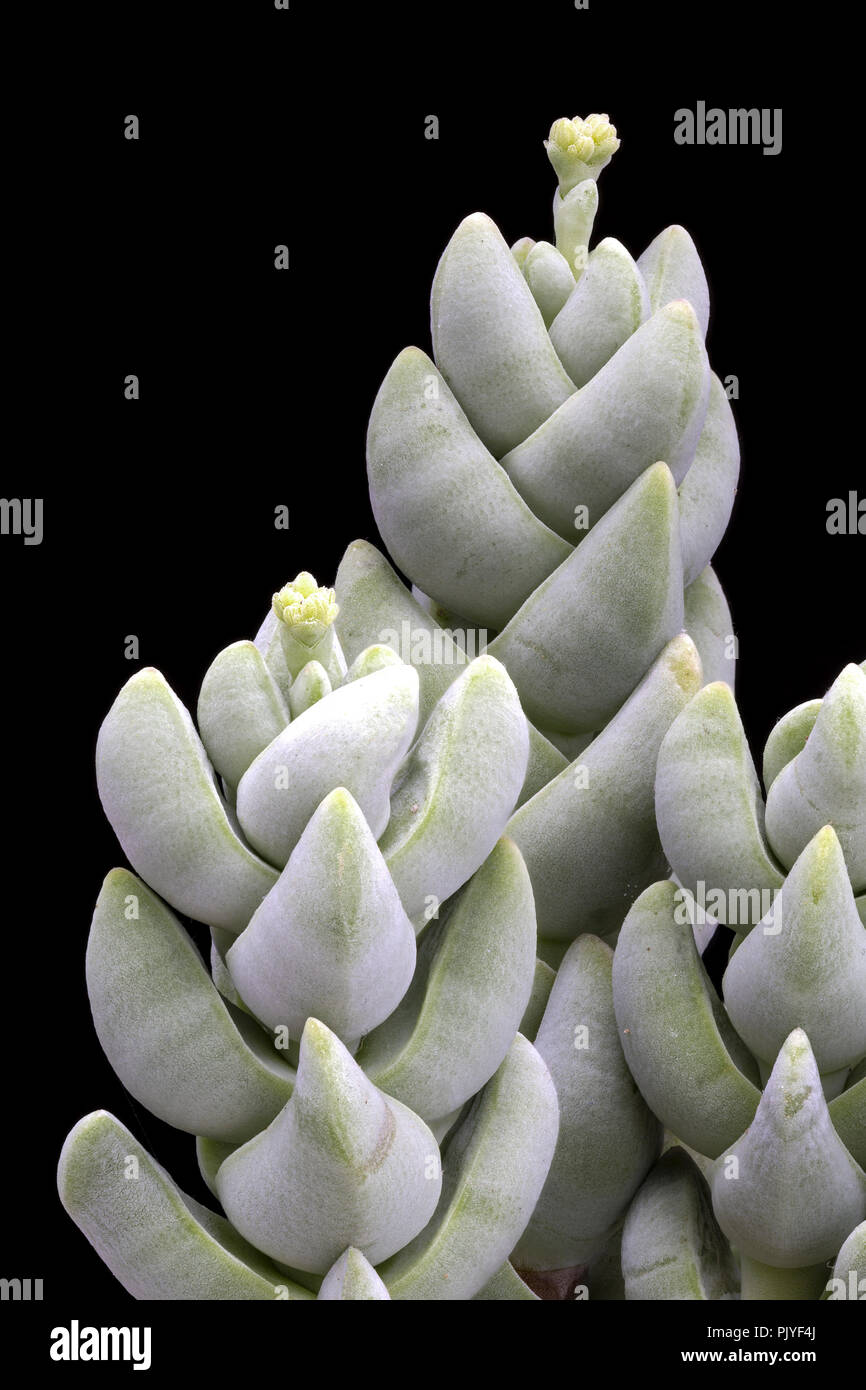 Crassula plegmatoides Fotos und Bildmaterial in hoher Auflösung Alamy