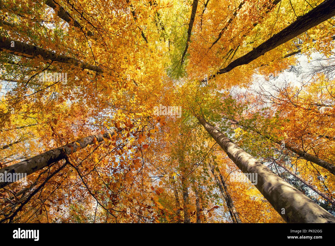 Schönen Herbst Farben der Natur. Saison Konzept. Stockfoto