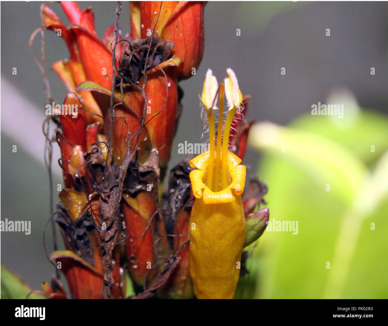 Blume-Makro Stockfoto