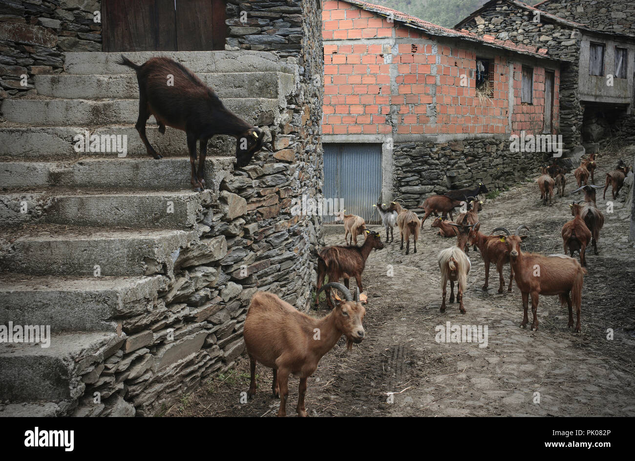 Am Ende eines jeden Tages, die Herden von Ziegen nach unten zu den Hügeln, zu den kleinen villiages in den Tälern der Arada Berge. Stockfoto