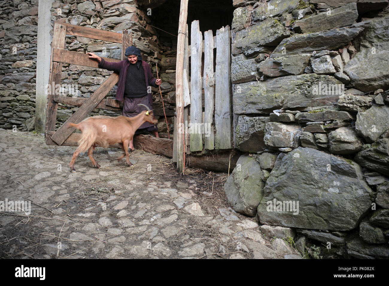 Am Ende eines jeden Tages, die Herden von Ziegen nach unten zu den Hügeln, zu den kleinen villiages in den Tälern der Arada Berge. Stockfoto