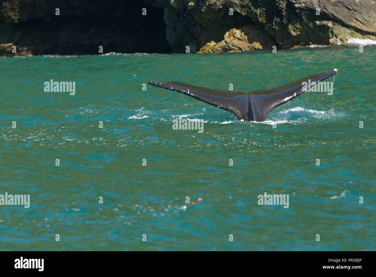 Gray Whale Tail (Fluke) über zu Unterwasser in der Kenai Halbinsel, Alaska. Kopieren Sie reichlich Platz im Wasser, Fluke ist rechts im Rahmen. Stockfoto