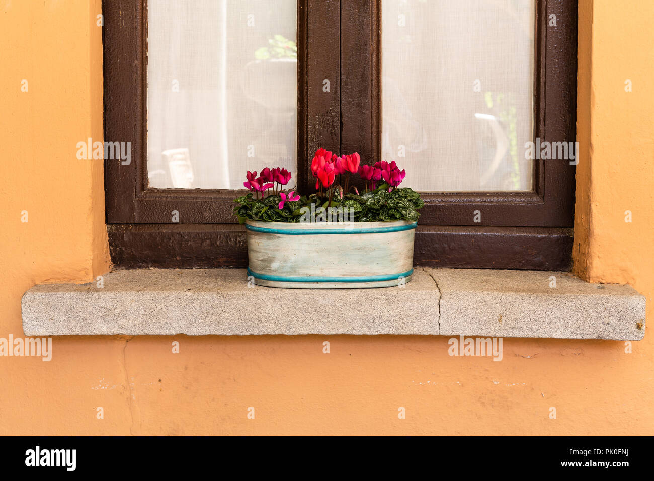 Blumen wachsen auf Fensterbank Stockfoto