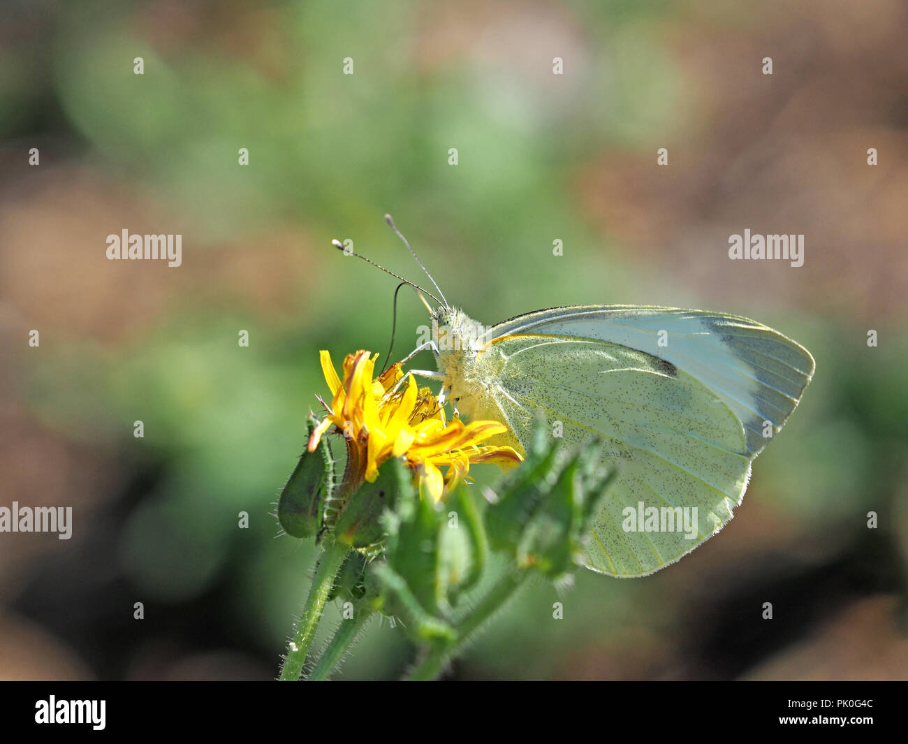 Große weiße Falter (Pieris brassicae) ernähren sich von Nektar von Gelb glatt Hawksbeard Blume (Crepis capillaris) in der Toskana, Italien Stockfoto