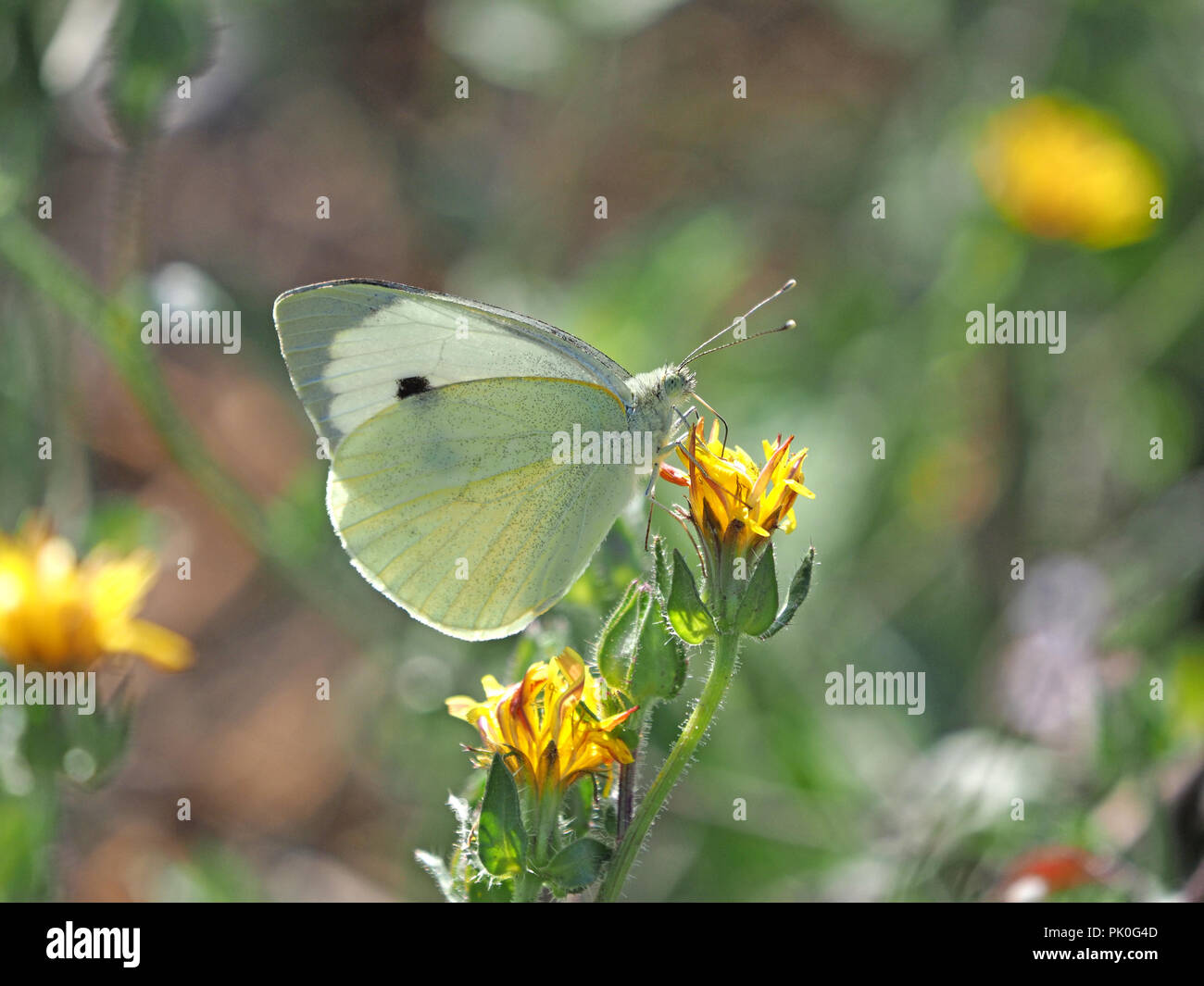 Große weiße Falter (Pieris brassicae) ernähren sich von Nektar von Gelb glatt Hawksbeard Blume (Crepis capillaris) in der Toskana, Italien Stockfoto