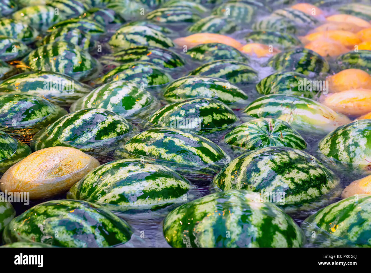 Natürliche große Ganze frische Wassermelonen floating und Kühlung im Wasser  Stockfotografie - Alamy