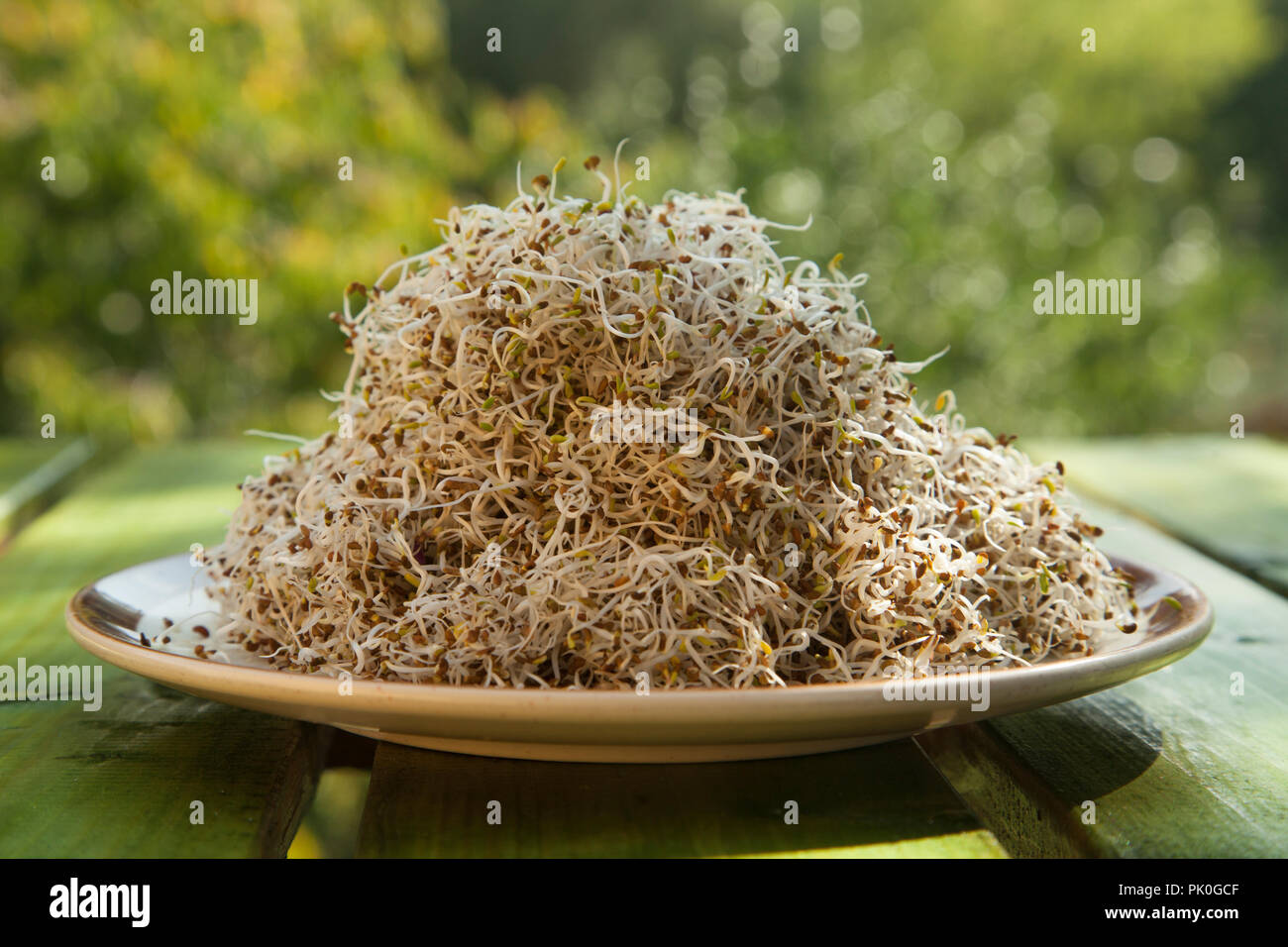 Organische junge Alfalfa Sprossen auf einer Platte ausserhalb im Grünen des Gartens Stockfoto