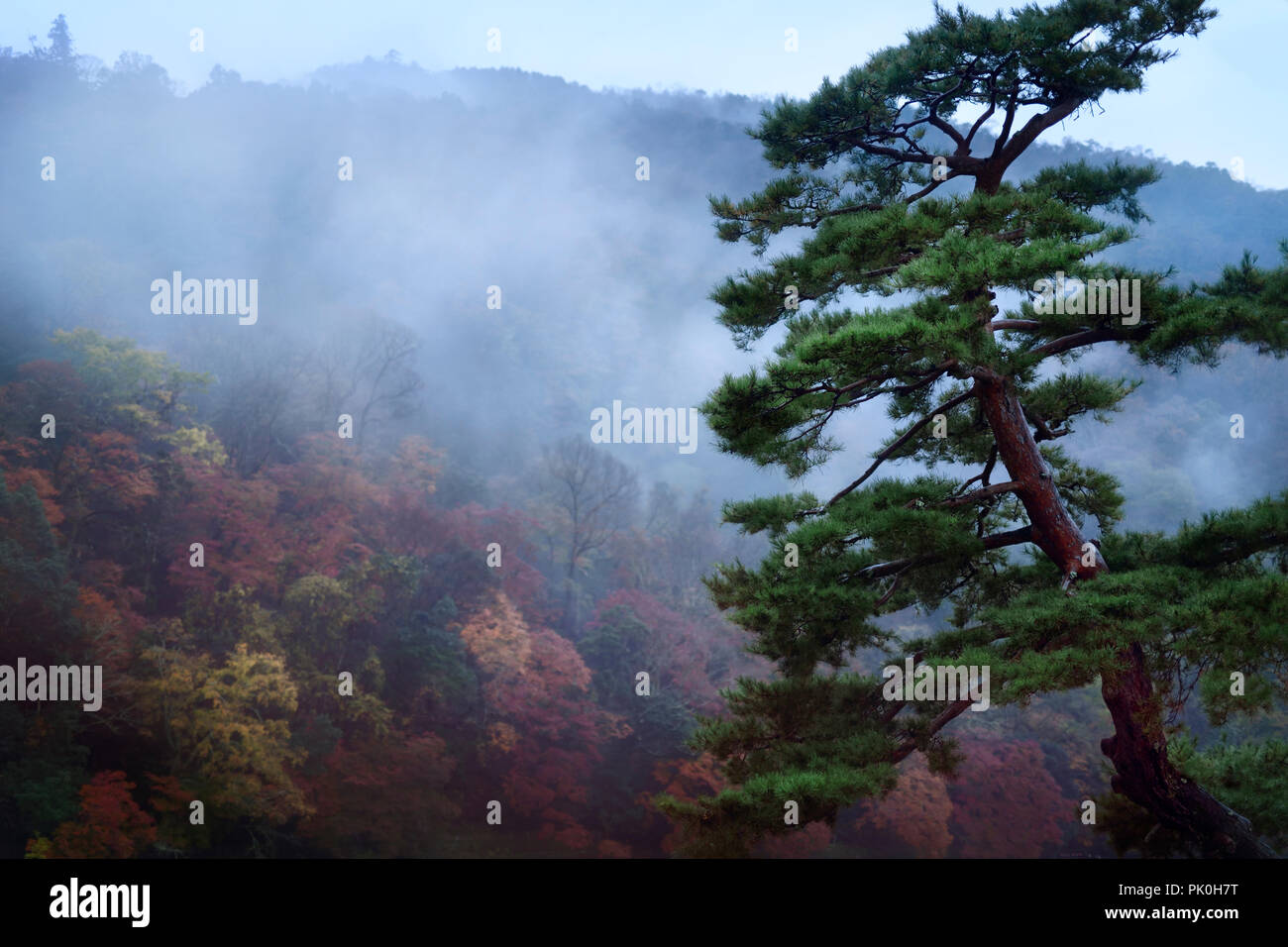 Lizenz verfügbar um MaximImages.com Uhr - wunderschöne alte japanische rote Kiefer, Pinus densiflora, in einer nebligen Herbstlandschaft am Morgen mit Arashiyama-Berg Stockfoto