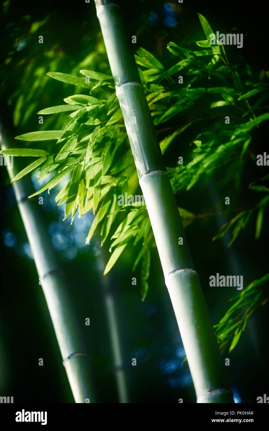 Schöne Nahaufnahme von grünem Bambus Blätter und hohen culms in dramatischen Morgenlicht. Arashiyama, Kyoto, Japan. Stockfoto