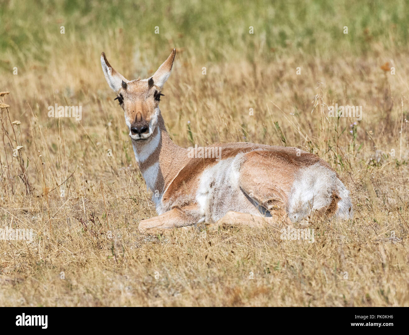 Pronghorn Antilope lamar Valley Stockfoto