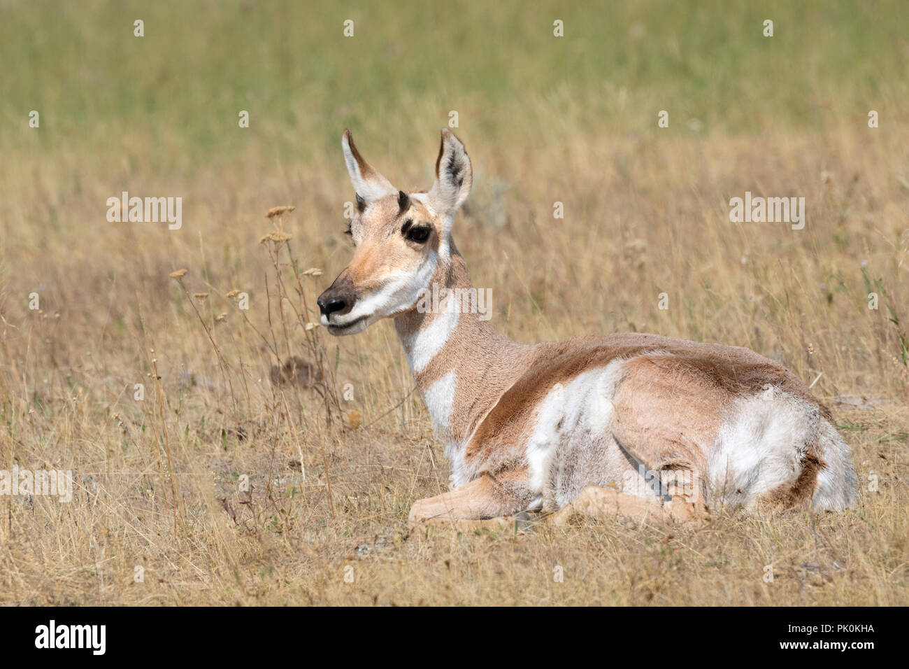 Pronghorn Antilope lamar Valley Stockfoto