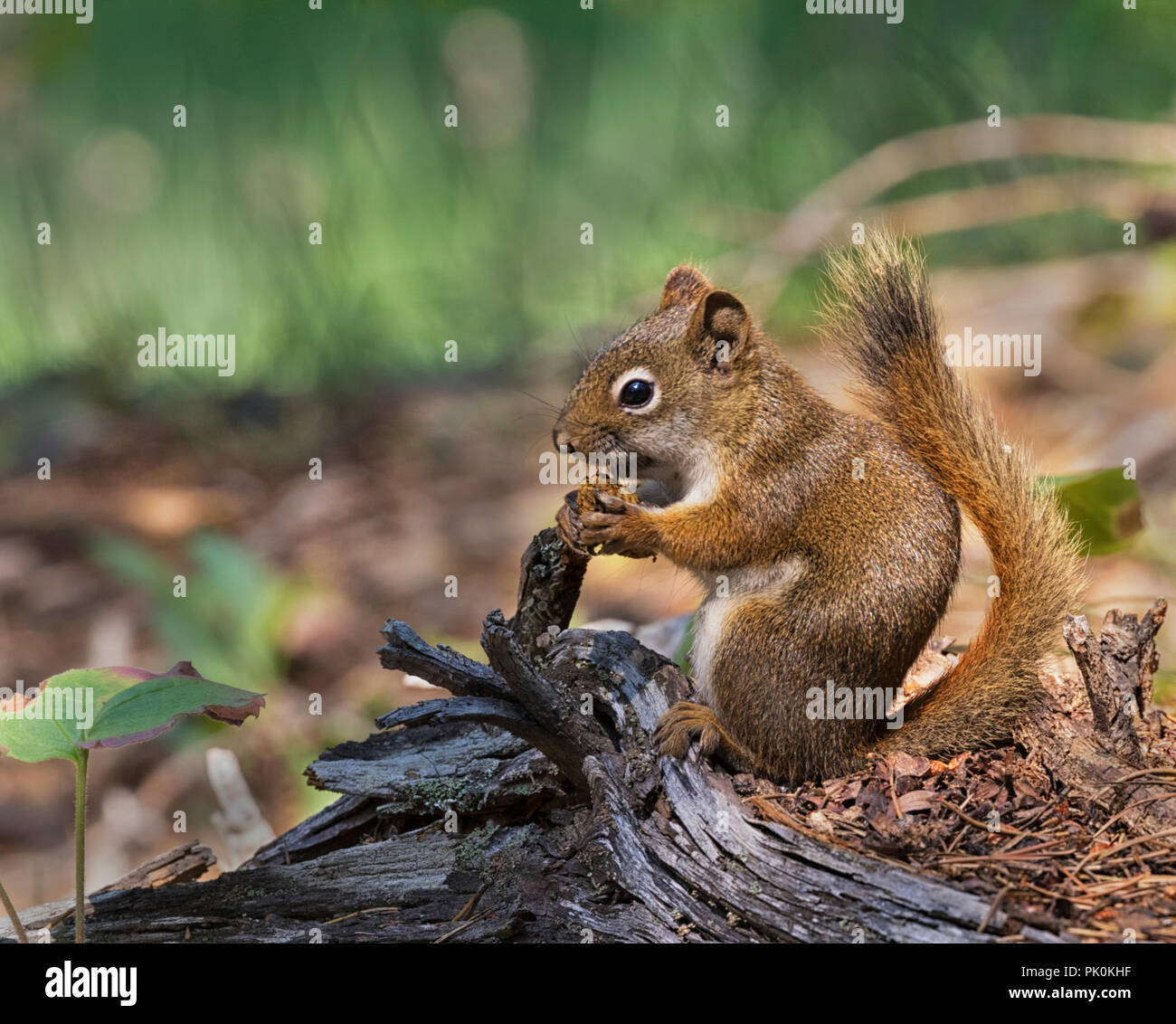 Amerikanische rote Eichhörnchen (Tamiasciurus hudsonicus) oder Kiefer squireel Stockfoto