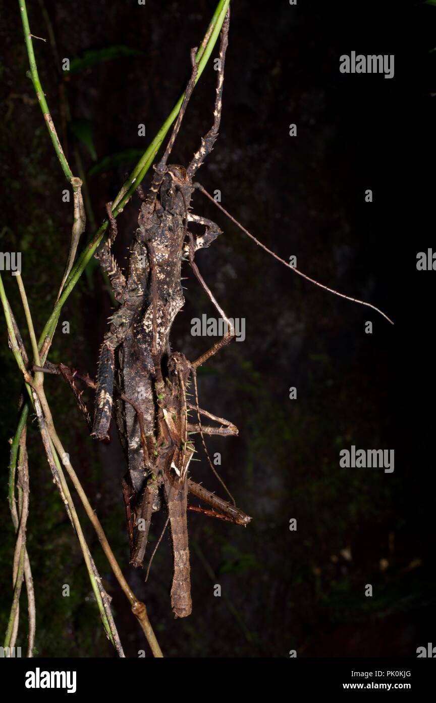 Eine passende Paar phasmids (stick Insekten) in den Regenwald in der Nacht im Gunung Mulu National Park, Sarawak, Malaysia, Borneo Stockfoto