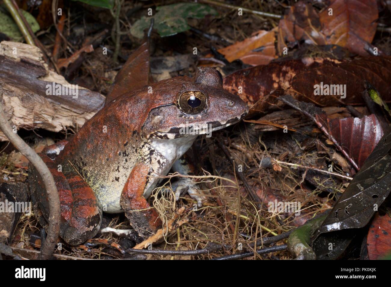Eine größere Sumpf Frosch (Limnonectes malesianus) Herumstreichen den Waldboden im Gunung Mulu National Park, Sarawak, Malaysia, Borneo Stockfoto