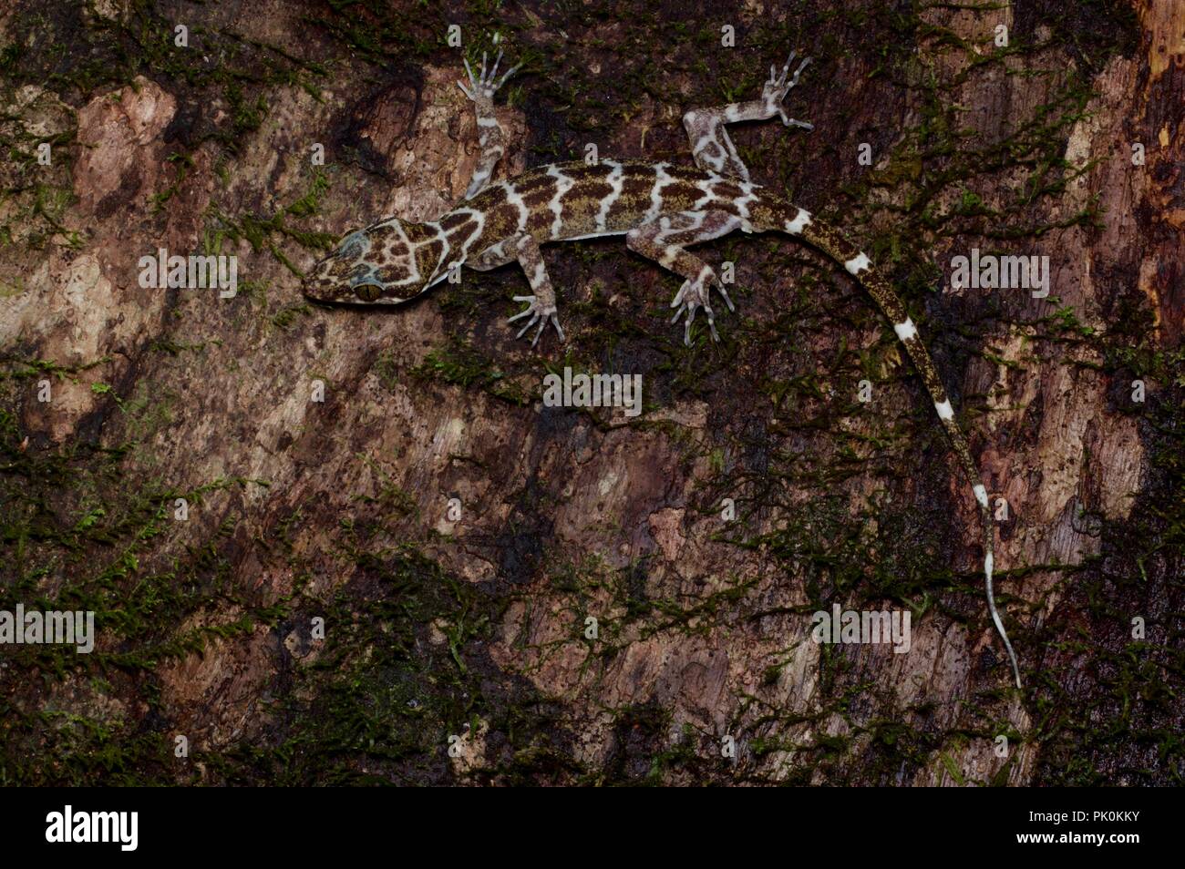 Ein Peters' gebogen-toed Gecko (Cyrtodactylus consobrinus) auf einem Bemoosten Fels in der Nacht im Gunung Mulu National Park, Sarawak, Malaysia, Borneo Stockfoto