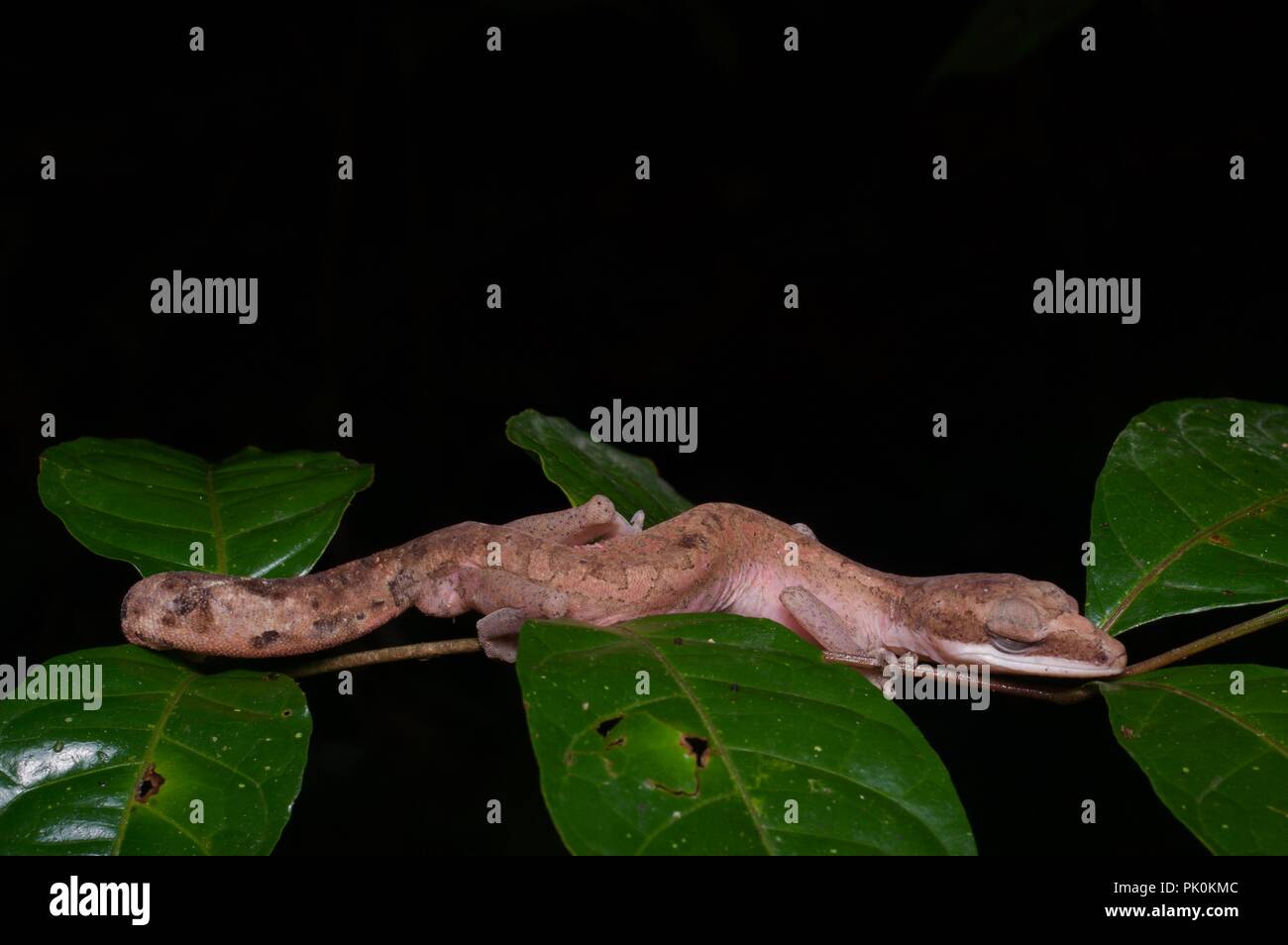 Eine Katze Gecko (Aeluroscalabotes felinus) erscheinen in der Nacht im Gunung Mulu National Park, Sarawak, Malaysia, Borneo, rest Stockfoto