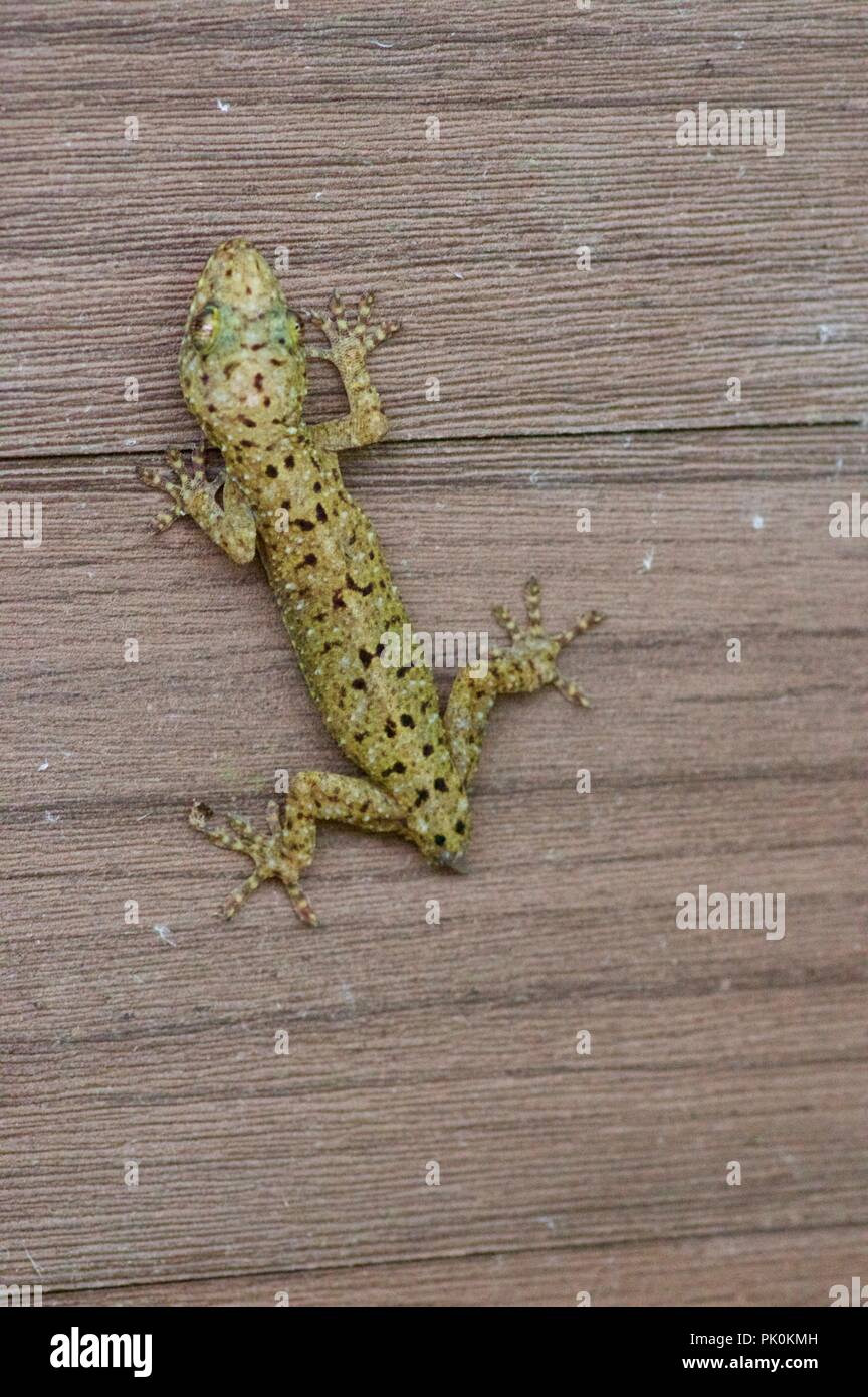 Eine gefleckte Haus Gekko Gecko (monarchus) auf einer hölzernen Gebäude im Gunung Mulu National Park, Sarawak, Malaysia, Borneo Stockfoto