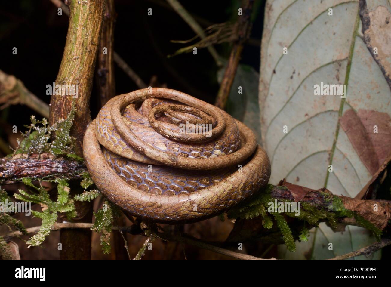Ein stumpfes - vorangegangen Schnecke - Essen Schlange (Aplopeltura boa) in einer defensiven Spule im Gunung Mulu National Park, Sarawak, Malaysia, Borneo Stockfoto