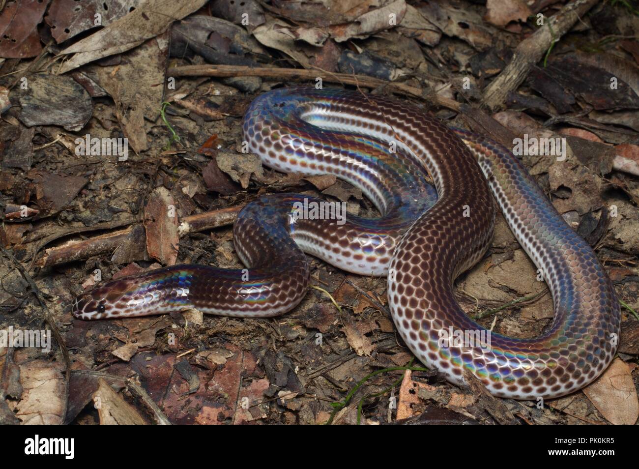 Ein Sonnenstrahl Schlange (Xenopeltis unicolor) auf dem Waldboden in Gunung Mulu National Park, Sarawak, Malaysia, Borneo Stockfoto