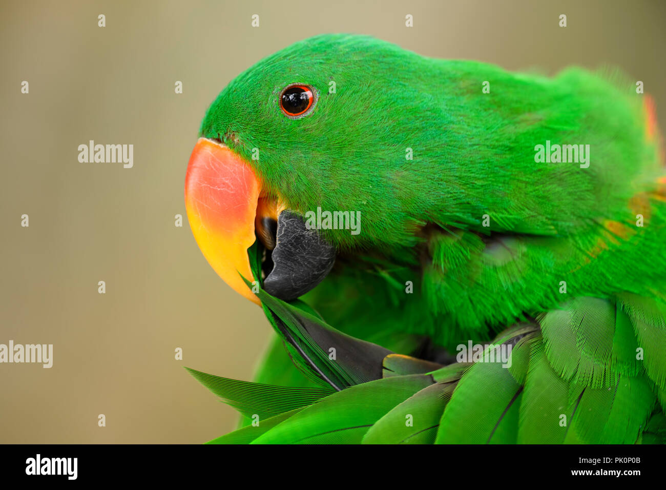 Eclectus Parrot - Eclectus roratus, schöne bunte Papagei aus indonesischen Wälder und Forsten, Neuguinea. Stockfoto