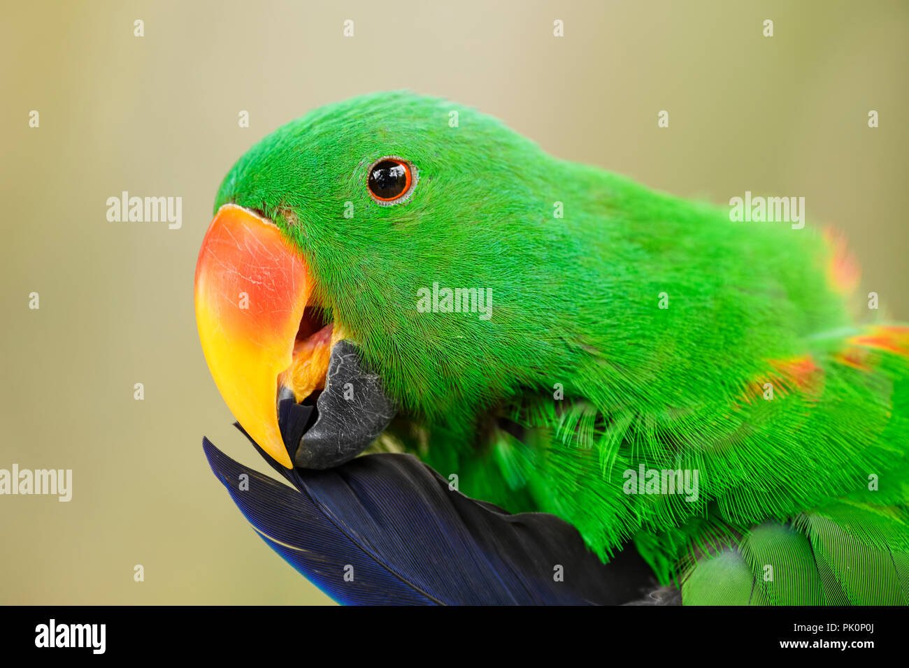 Eclectus Parrot - Eclectus roratus, schöne bunte Papagei aus indonesischen Wälder und Forsten, Neuguinea. Stockfoto