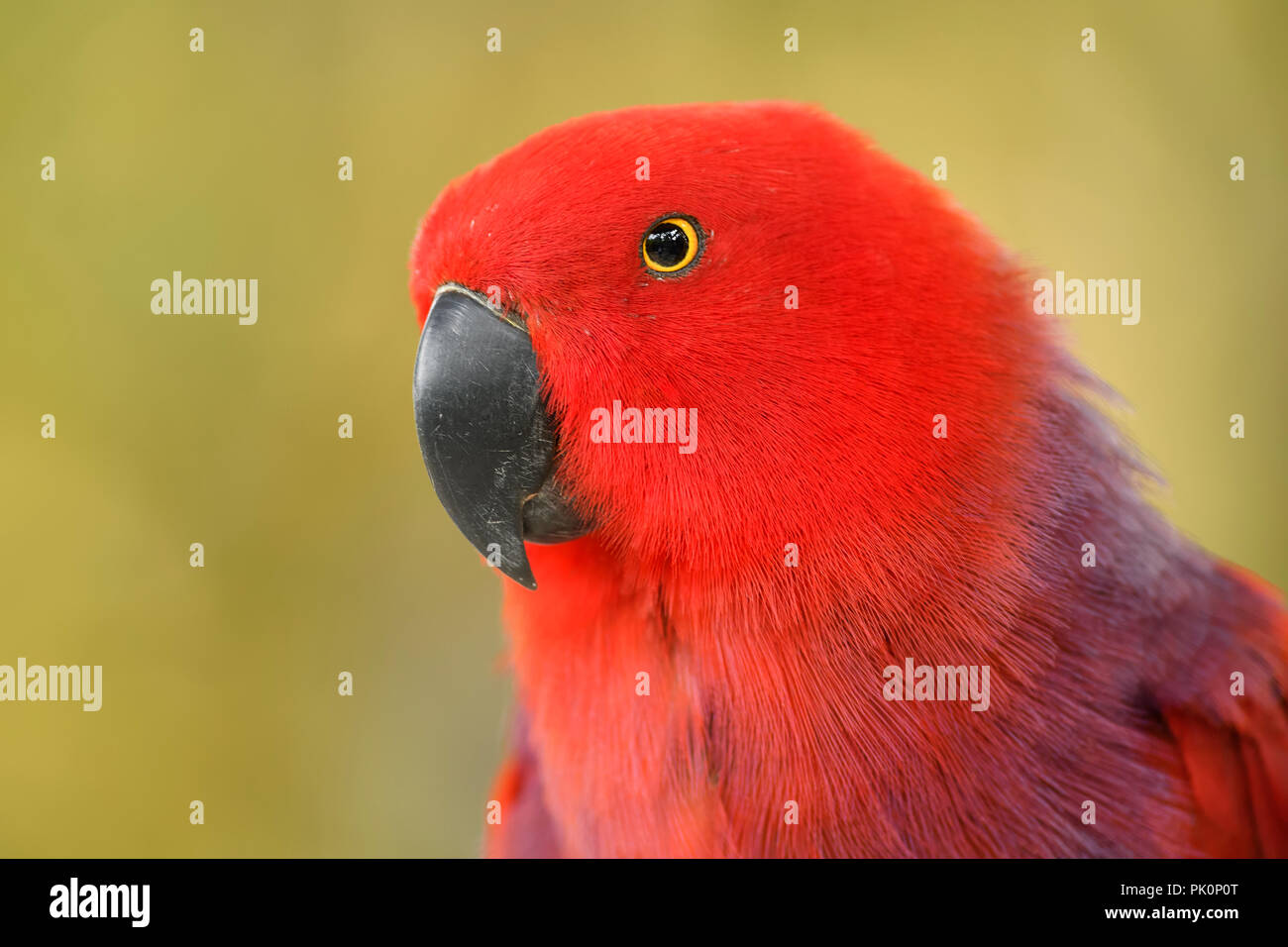 Eclectus Parrot - Eclectus roratus, schöne bunte Papagei aus indonesischen Wälder und Forsten, Neuguinea. Stockfoto