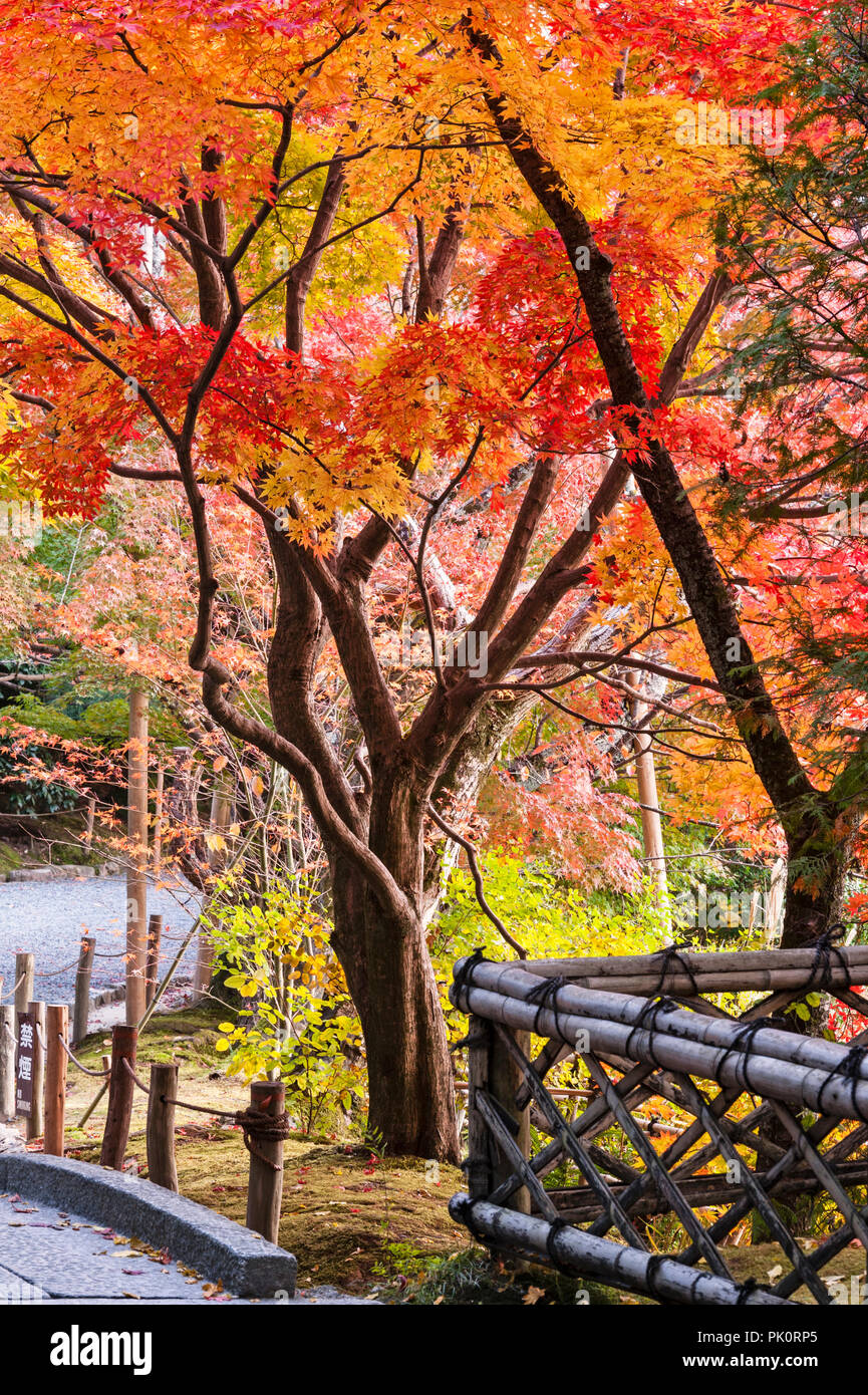 Kyoto, Japan. Lebendige Herbst Farbe in die Gärten der zen-buddhistischen Tempel des Ryoan-ji. Stockfoto
