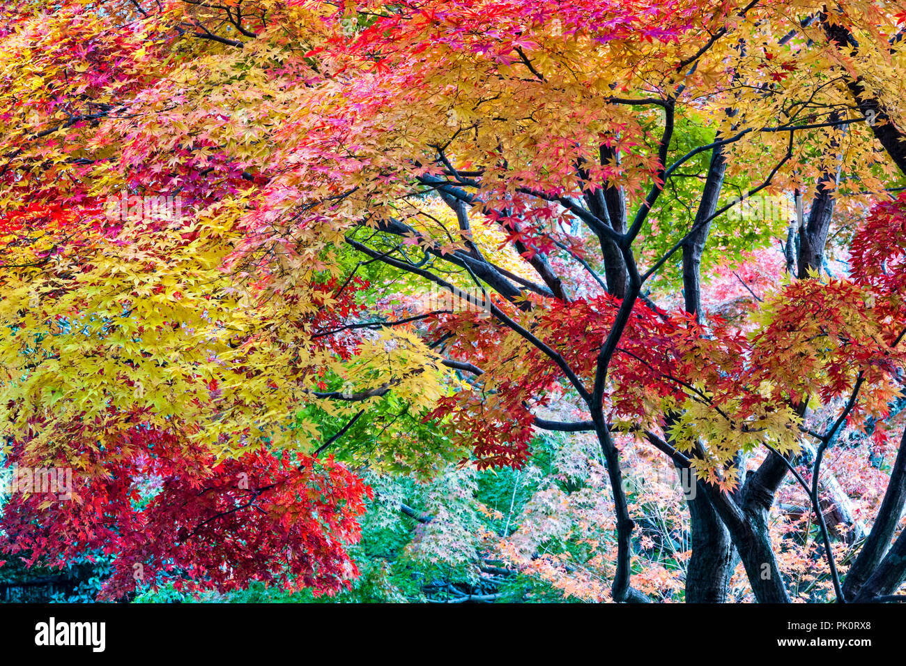 Kyoto, Japan. Lebendige Herbst Farbe in die Gärten der zen-buddhistischen Tempel des Ryoan-ji. Stockfoto