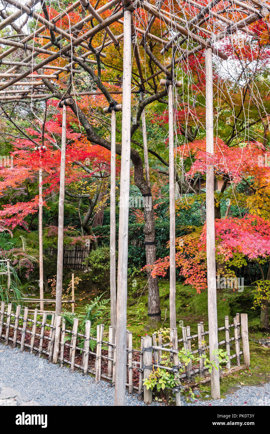 Kyoto, Japan. Baum unterstützt, die in den Gärten der zen-buddhistischen Tempel des Ryoan-ji. Stockfoto