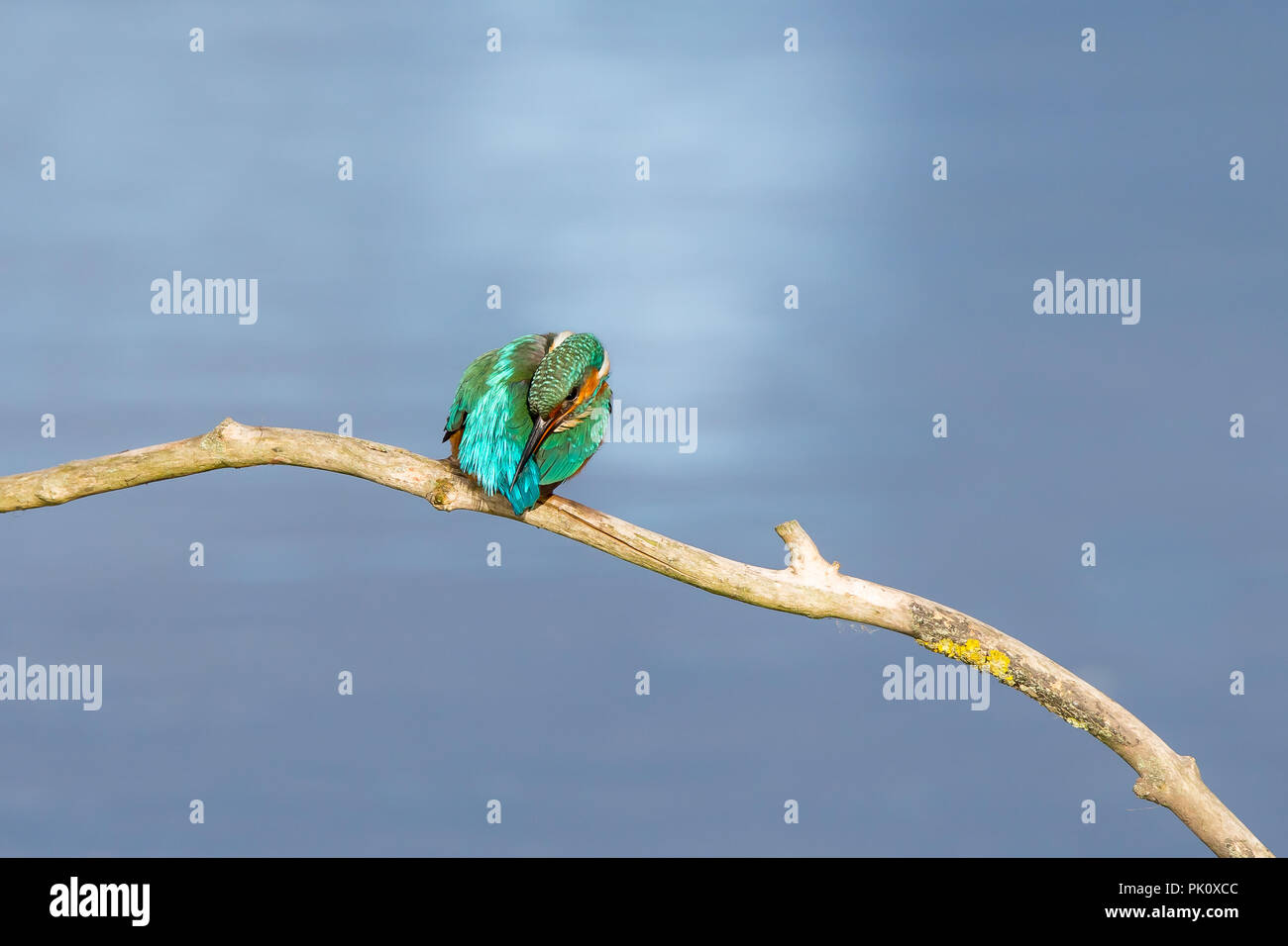 Rückansicht Nahaufnahme des gewöhnlichen britischen Eisvogel-Vogels (Alcedo atthis), der im Herbstsonne auf Ast über Wasser-präenenden Federn isoliert ist. Britische Eisvögel. Stockfoto