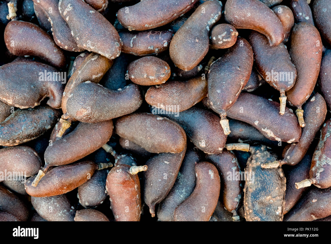 Jatoba do Cerrado - West Indian locust Obst sement Baum von oben gesehen - Flach Stockfoto