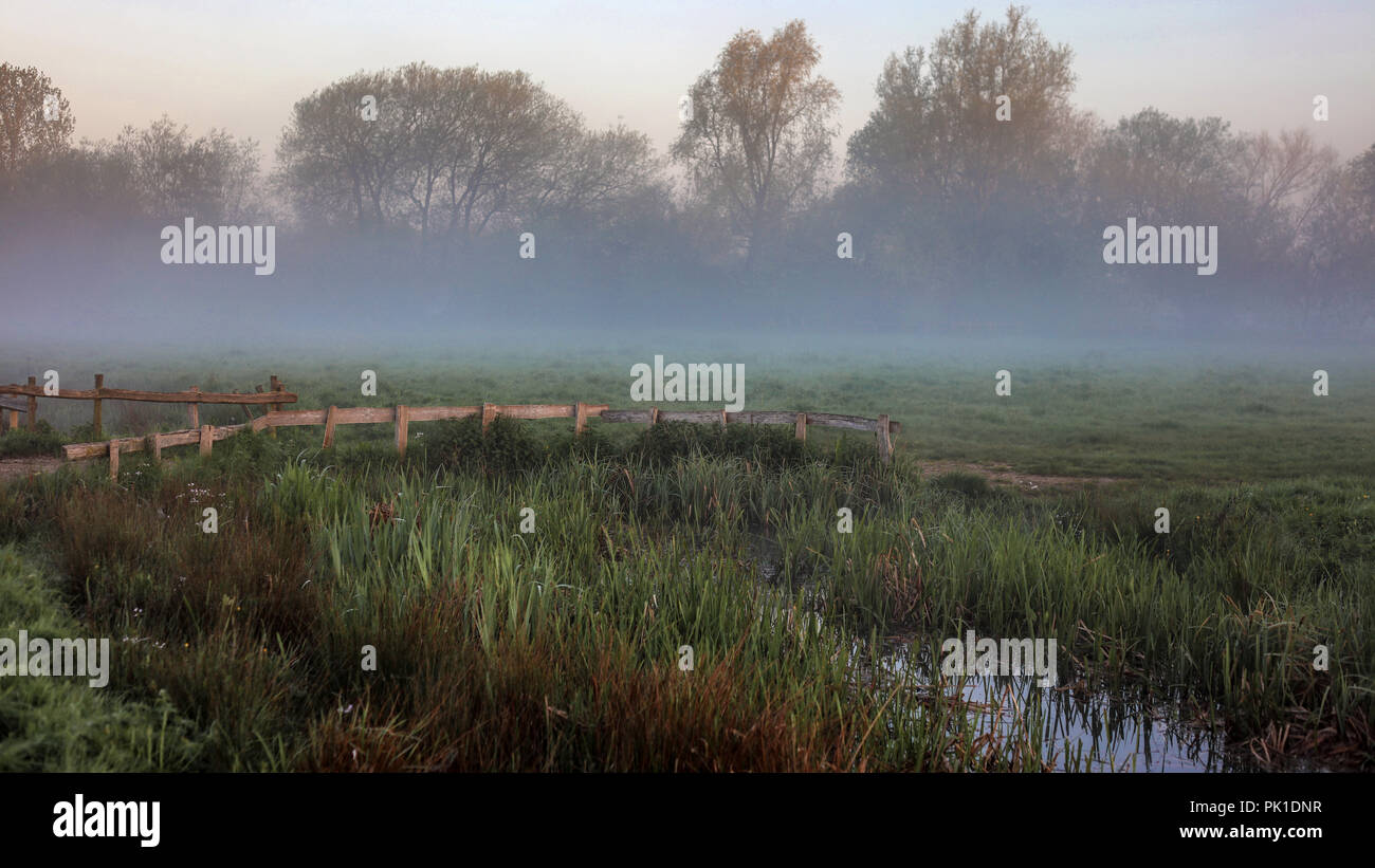 Nebel über der Wiese Stockfoto