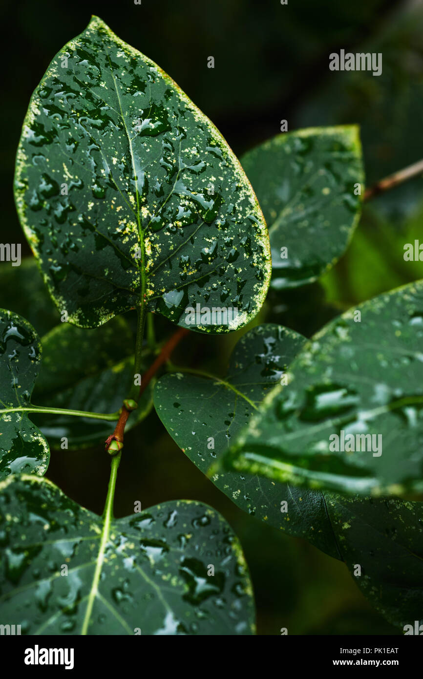 Nasses Laub von Bush Stockfoto
