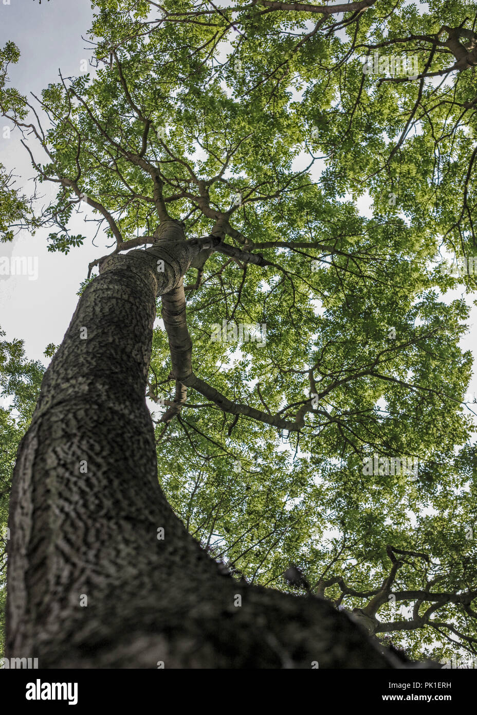 Hoch aufragenden Baum Stockfoto