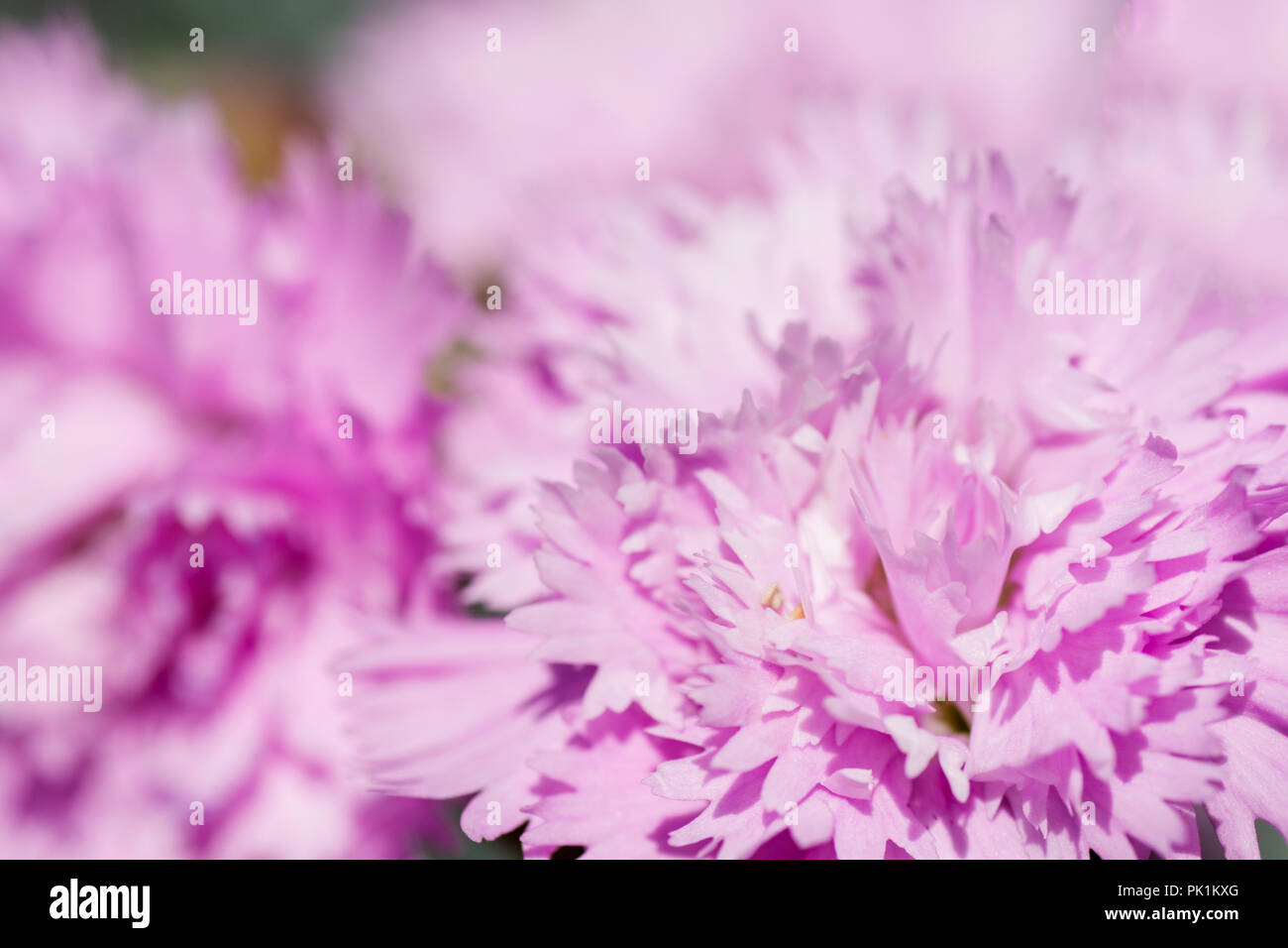 Eine extreme Nahaufnahme von einem rosa Nelke Blume. Stockfoto
