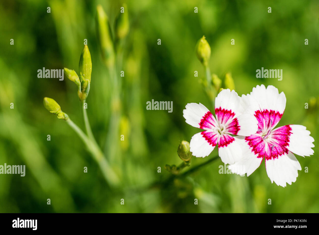 Wilde Nelke Blume auf grünem Feld Hintergrund schließen oben.. Stockfoto