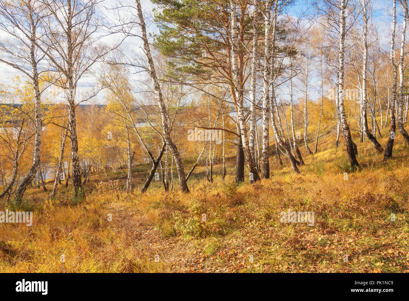 Herbst Landschaften: Birke Wald mit goldenen Laub auf Ufer am sonnigen Tag im September Stockfoto