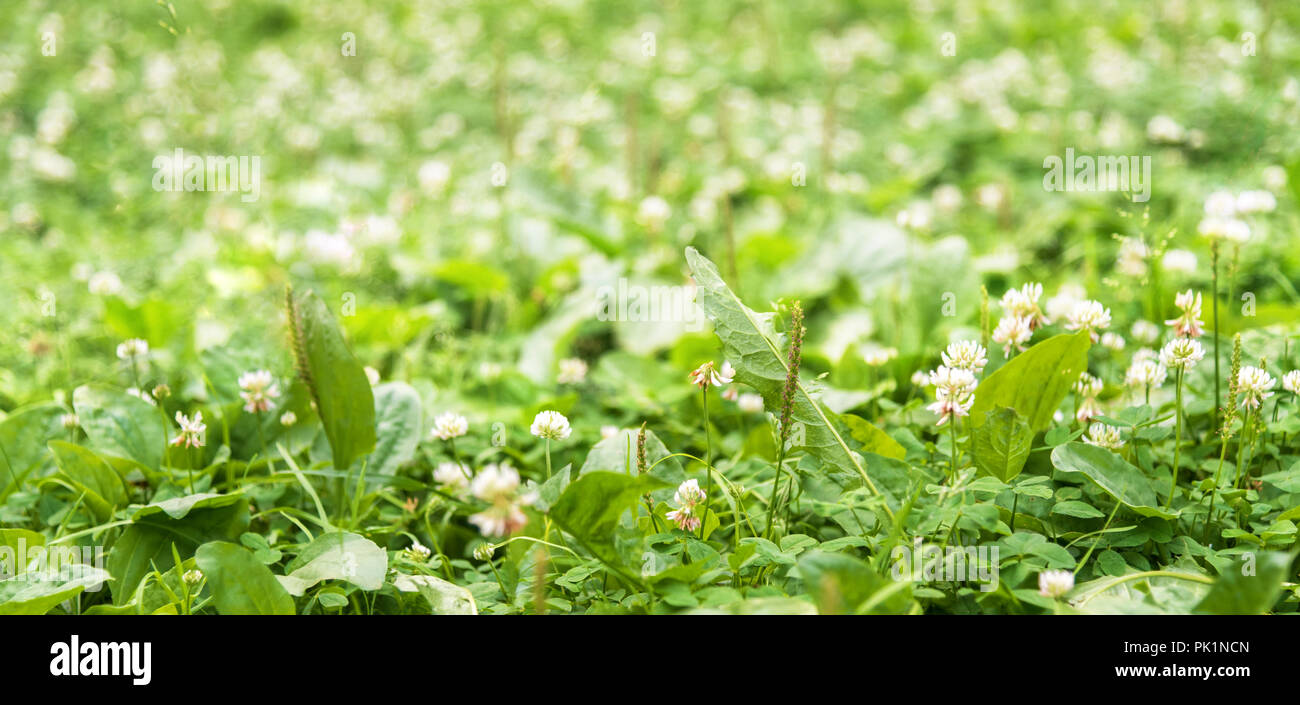 Grüne Pflanze Grenze auf Gras Hintergrund bei sonnigen Sommertag, Soft Focus Stockfoto