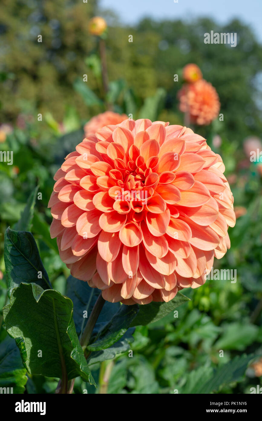 Große bunte runde Blüten Dahlie Pflanzen im Garten in der Nähe von Stockfotografie