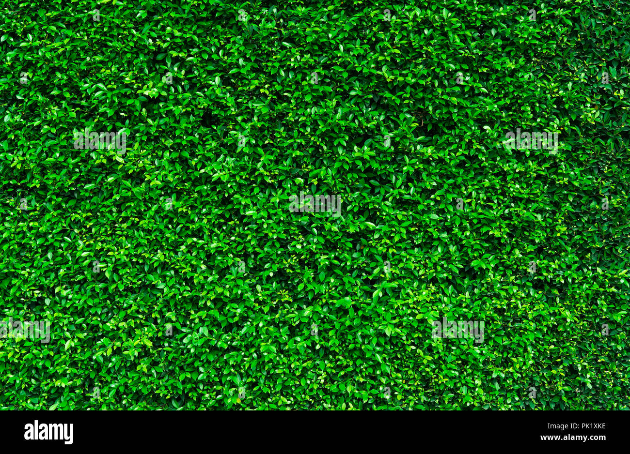 Natürlich grüne Blätter Hintergrund. Natur wallpaper. Eco Wand. Sommer Hintergrund. Grüne Blätter Textur. Busch oder Strauch trimmen. Hintergrund für Organische cos Stockfoto