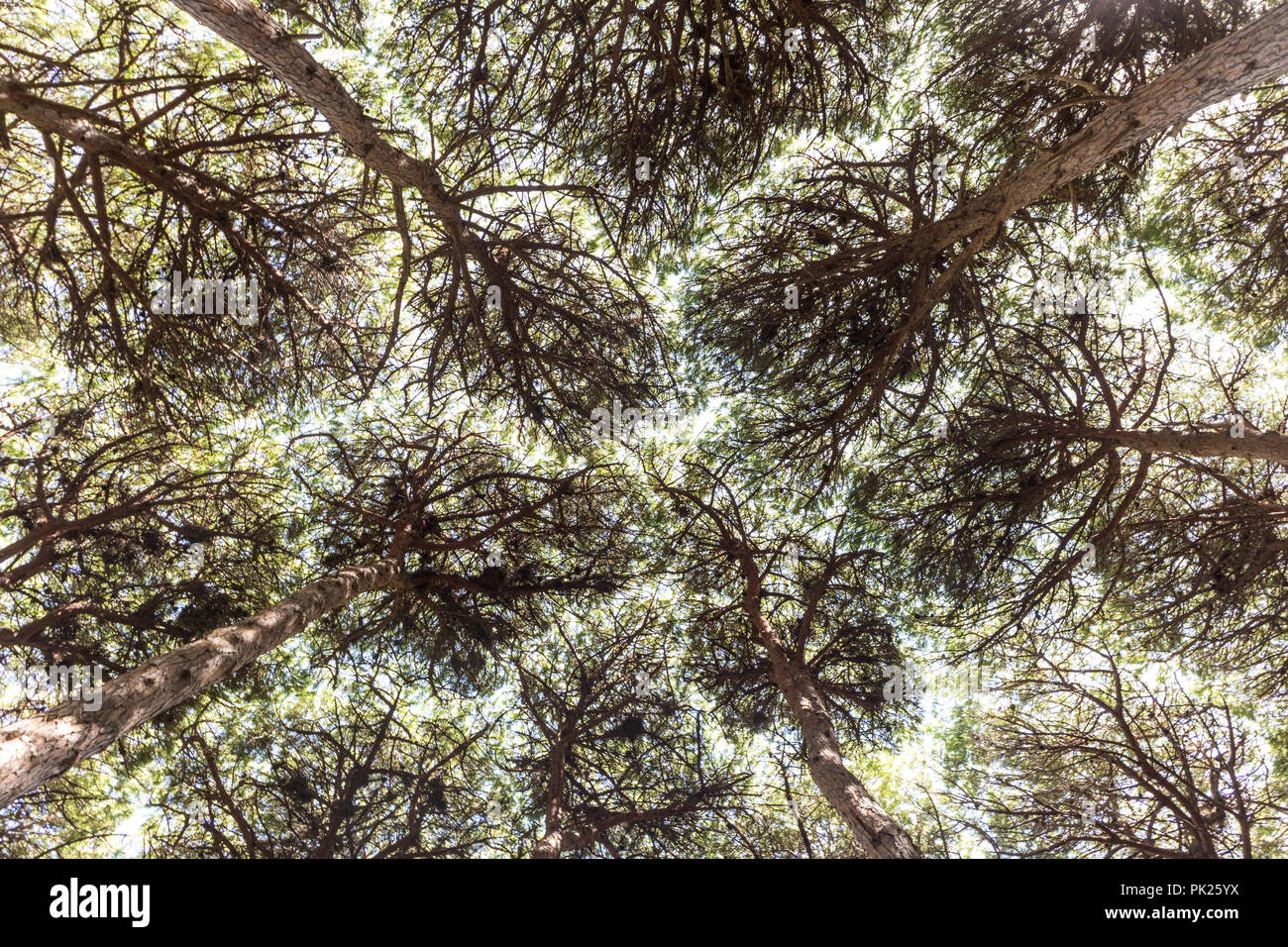 Dichten Pinien Wald Textur Stockfoto