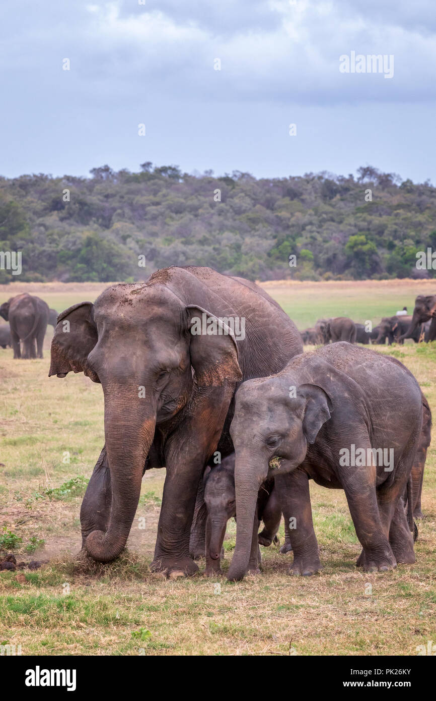 Sri Lankas Elefanten (Elephas Maximus Maximus) in Minneriya National Park, Sri Lanka Stockfoto