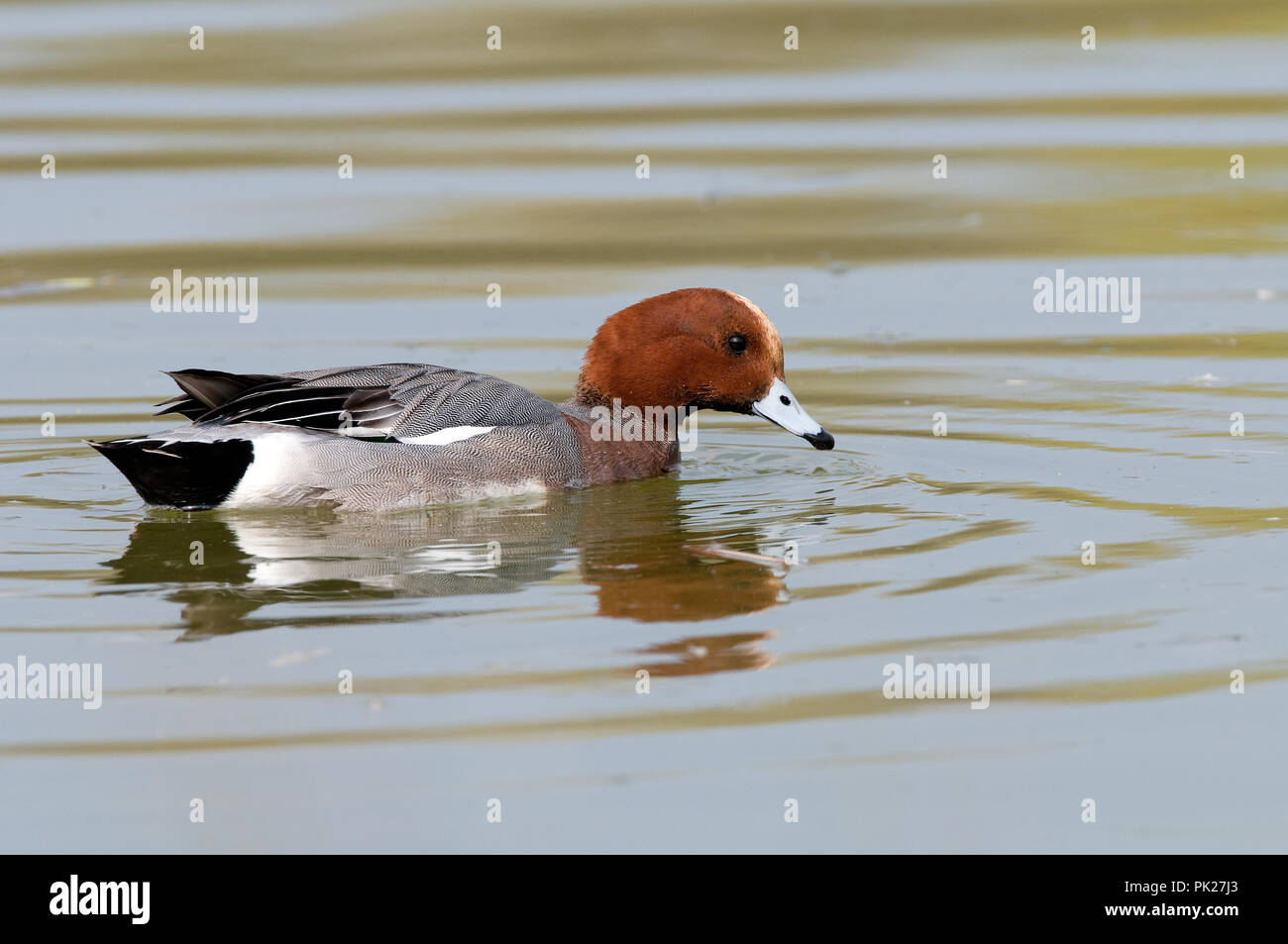 Europäische Pfeifente, Eurasischen Pfeifente (Anas penelope) Canard siffleur Stockfoto